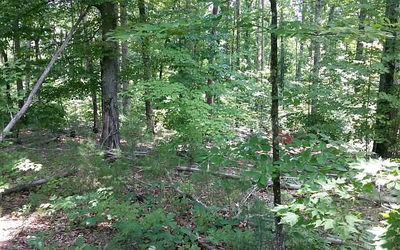 2nd image of 64 E Forest Dr