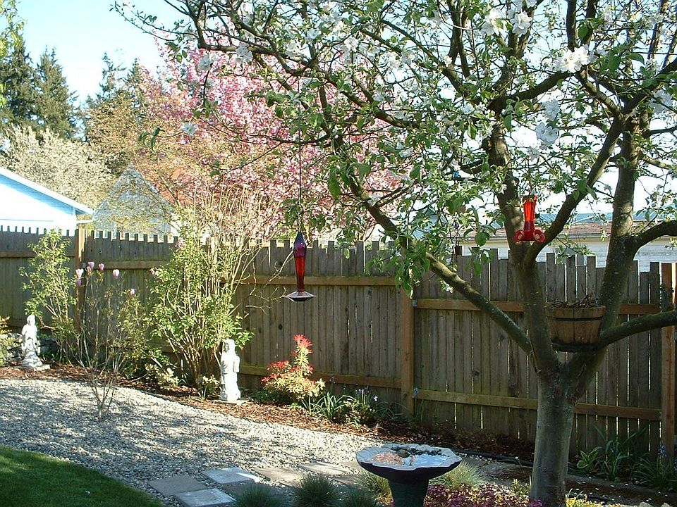 back yard in winter