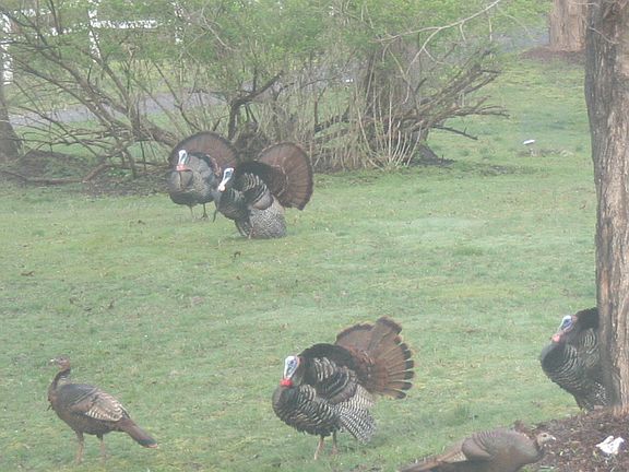 Turkeys GALORE!!