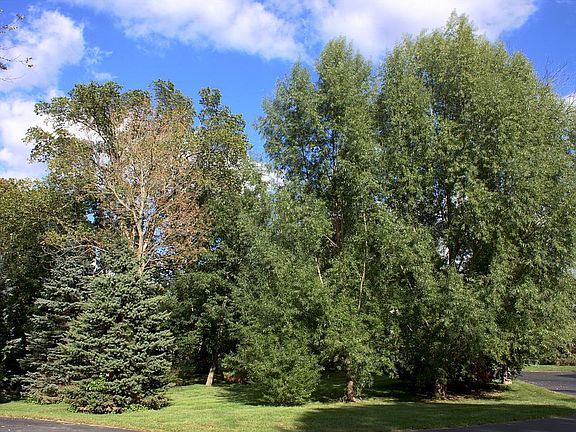 Front yard