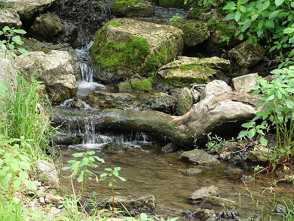 Live Water + Lake Frontage