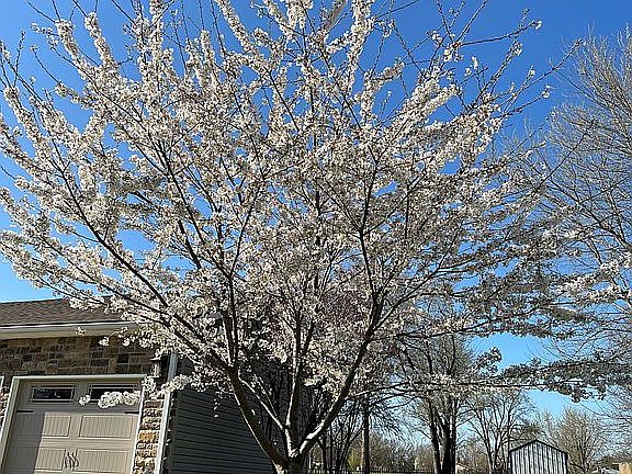 East side yard