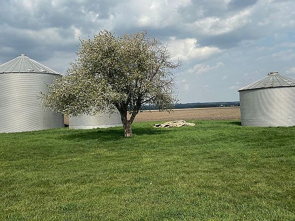 Back yard view