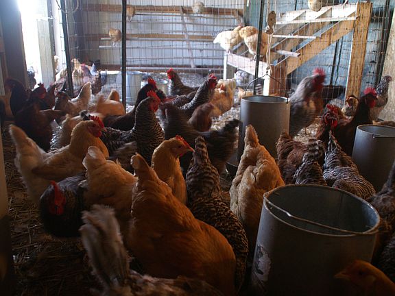 Hens for organic eggs