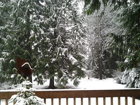 The backyard in January.