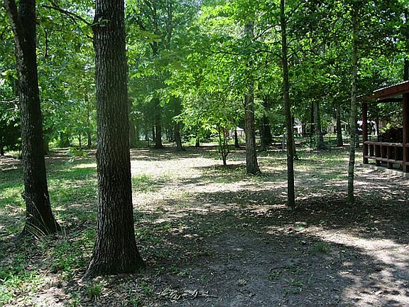 BEAUTIFUL SHADE TREES