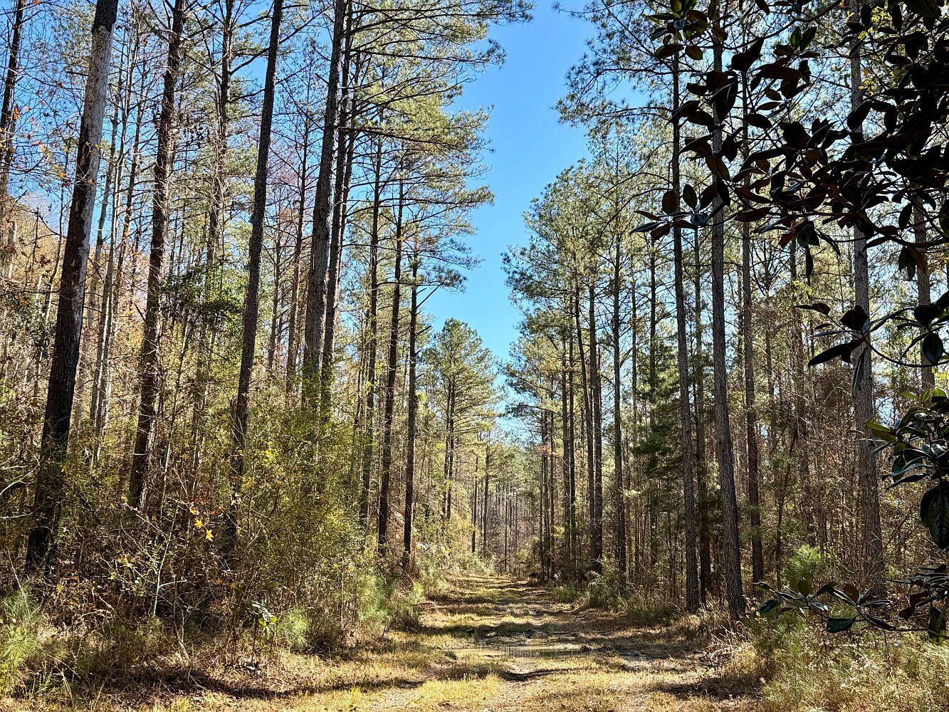 0 County Road 42, Peterman, AL 36471 MLS 11254237 Zillow