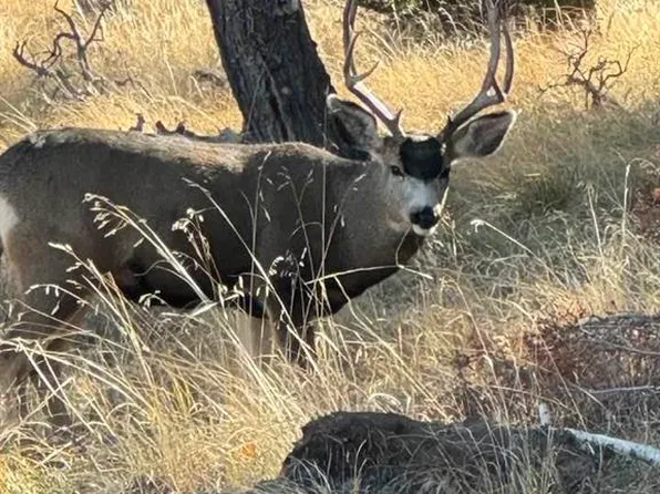 3886 & 3812 County Road 25, Powderhorn, CO 81243