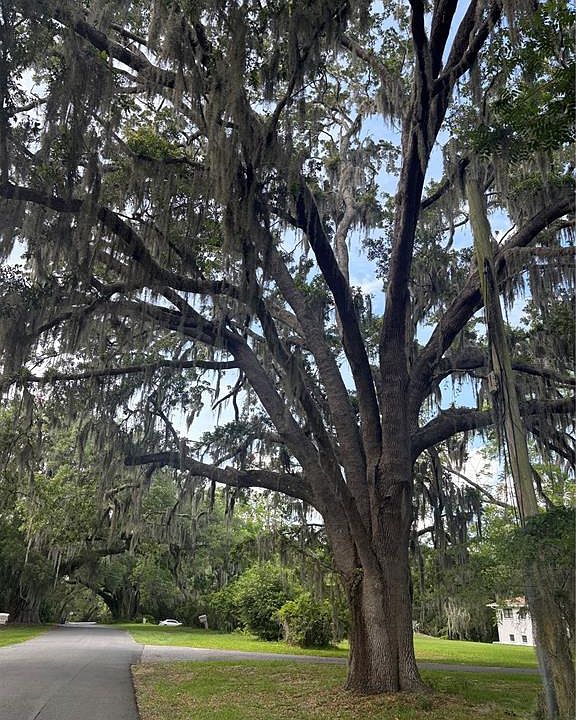 2nd image of MILDRED AVENUE LOT 00C0