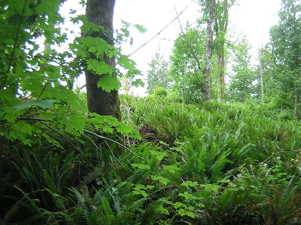 Trees and ferns surround this home.