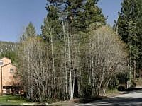 1st image of 1439 Ski Run Blvd #4
