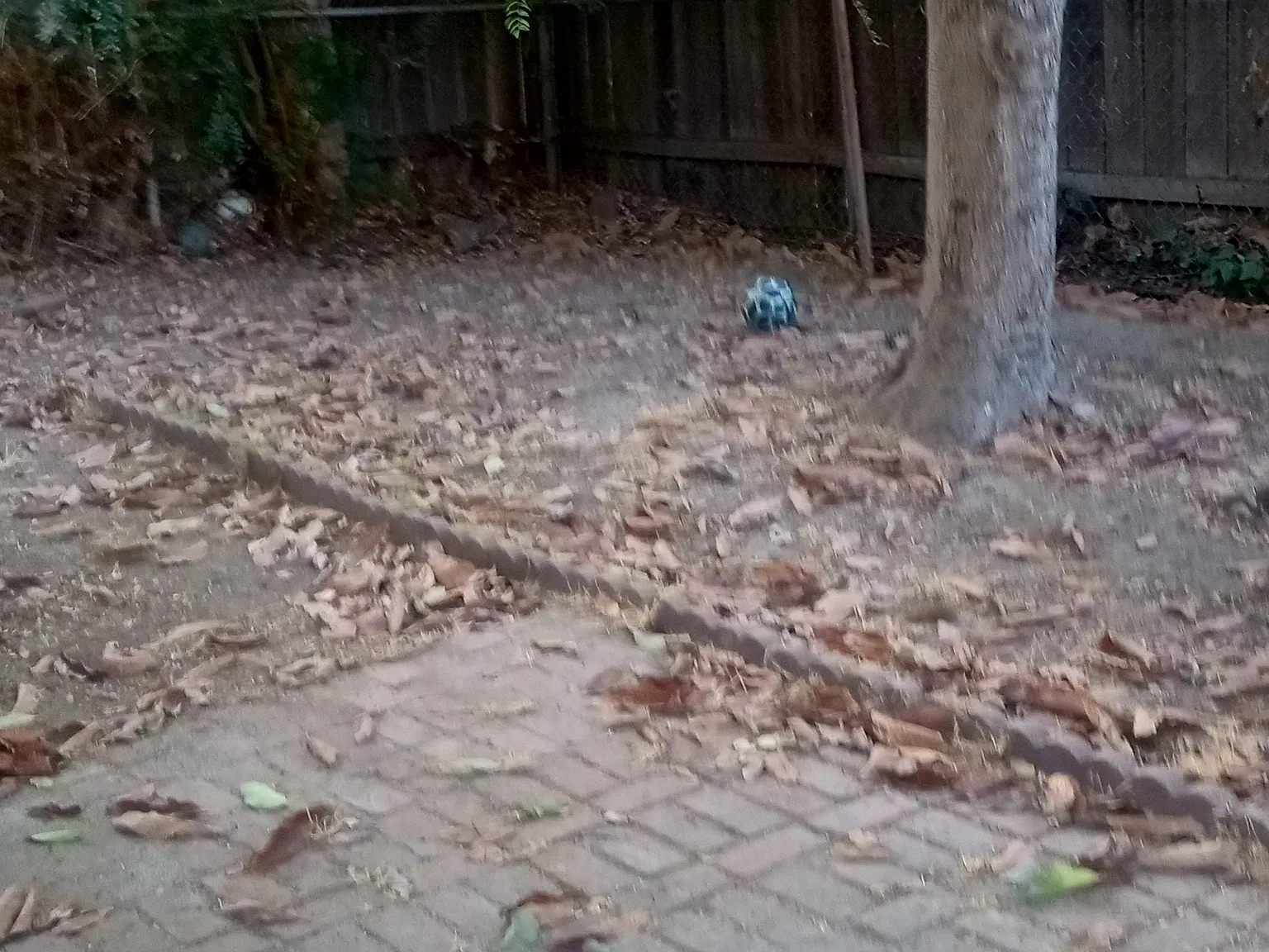 1/2 S Alta Vista Ave, Monrovia — Photo 2