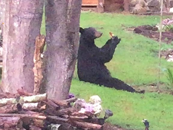 My favorite adorable bear "Muffin" relaxing and eating corn on cob_.