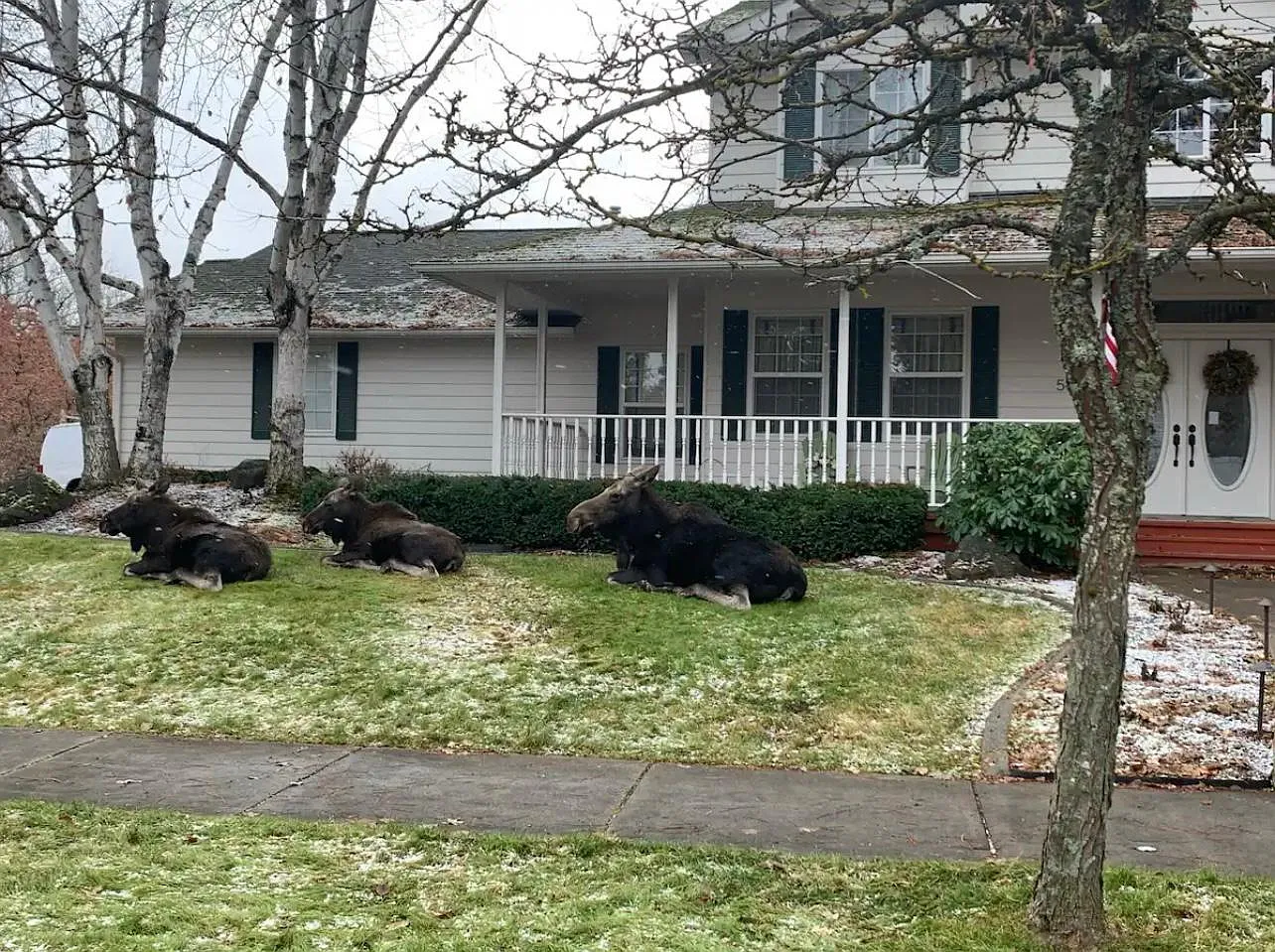 E Woodland Dr, Post Falls — Photo 3