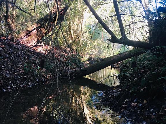 <p>King Branch </p>