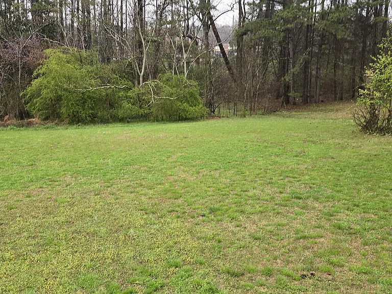 Back yard