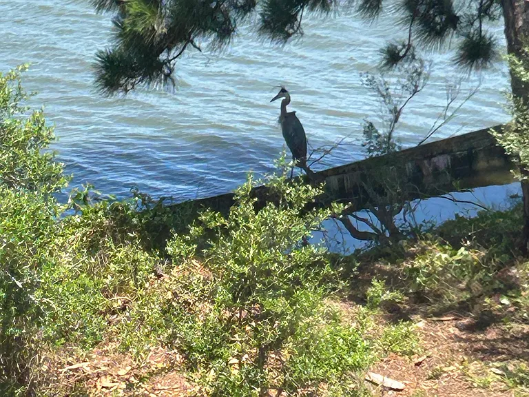 Cove Side Blue Heron