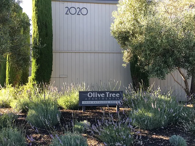 Olive Tree Apartments — Photo 29