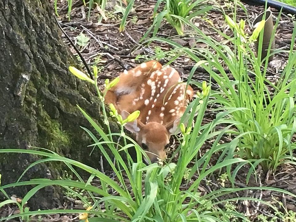 Baby Fawn in yard
