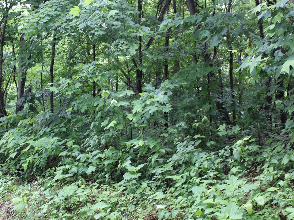 2nd image of 2304 Shady Cove Rd