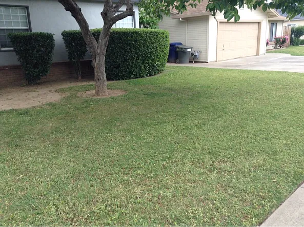 front yard_01012020