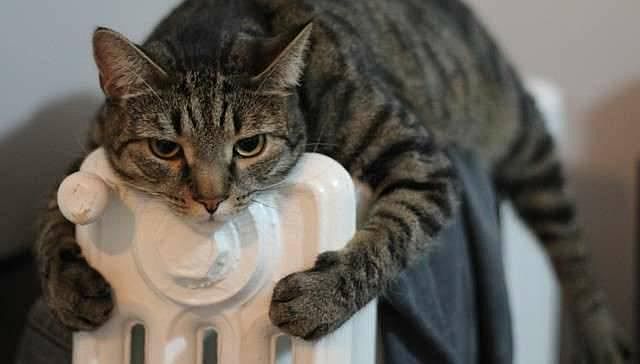 Radiant Heat is Purrrrfect!