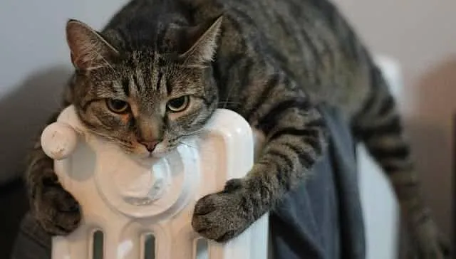 Radiant Heat is Purrrrfect!