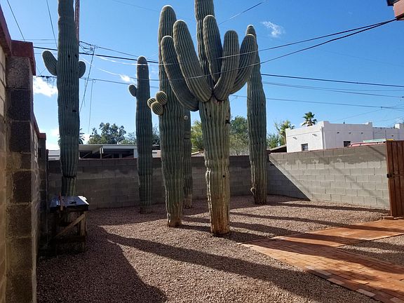 Saguaros in a private yard.