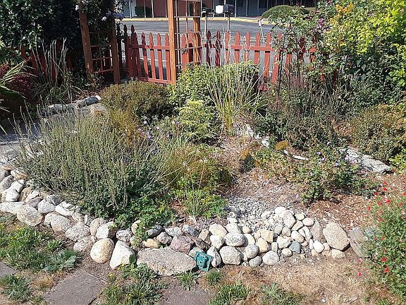 Rain garden in front yard