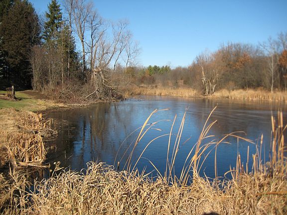 pond/wetland