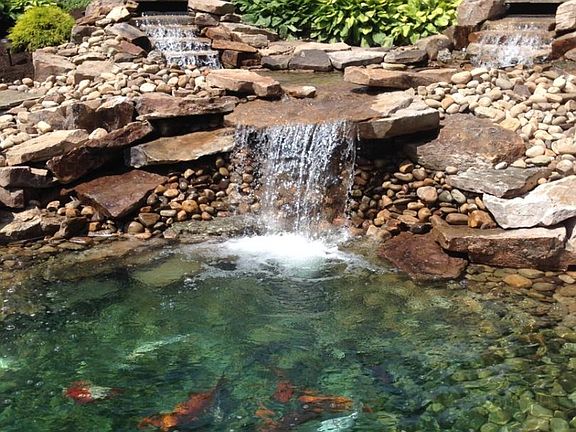 Koi!