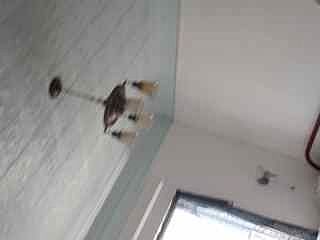 3rd image of 1007 E Henry Ave