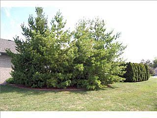 Lots of mature trees in backyard for tons of privacy.