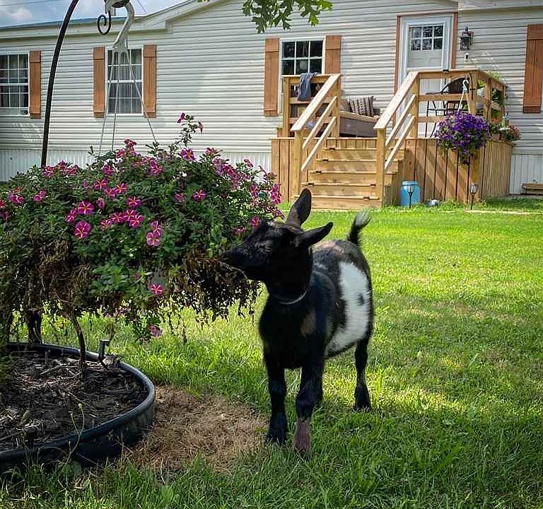 1st image of 41 Pig St