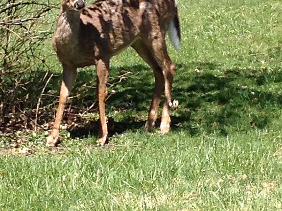 1 OF THE NEIGHBORS VISITING