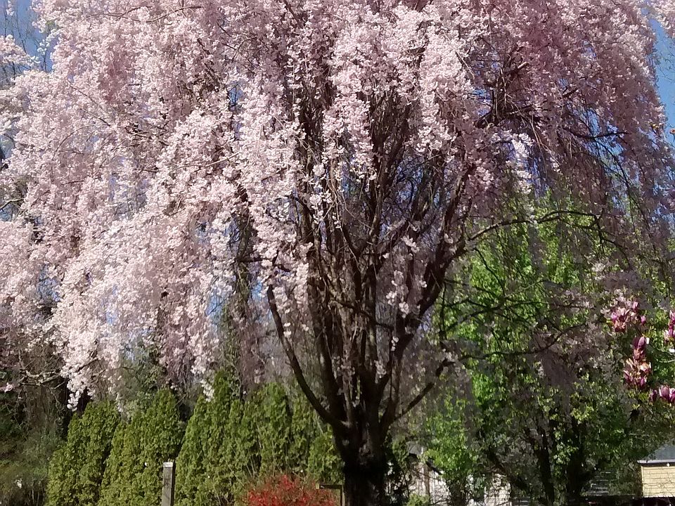 Tree filled yard and neighborhood