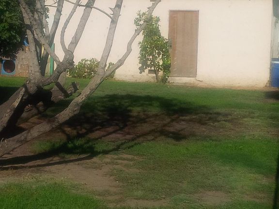 Side Yard