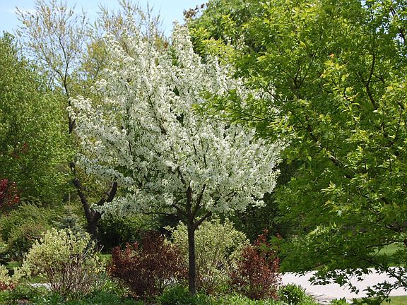 partial view of front flower garden - view from front yard