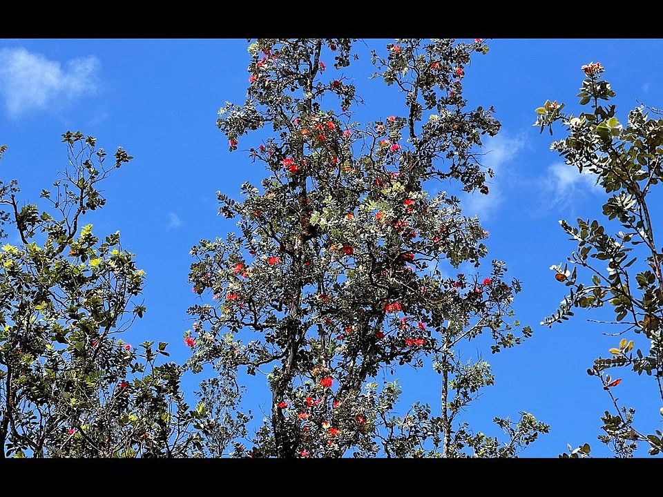 1st image of Plumeria Dr Lot 50