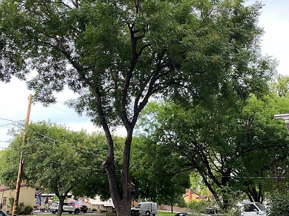 Front yard with garden beds