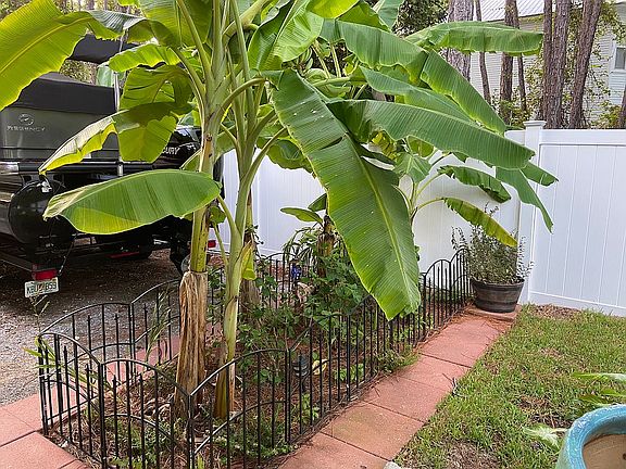Banana Gardens