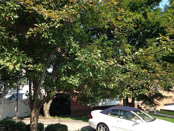 2nd image of 11 Richardson Pl