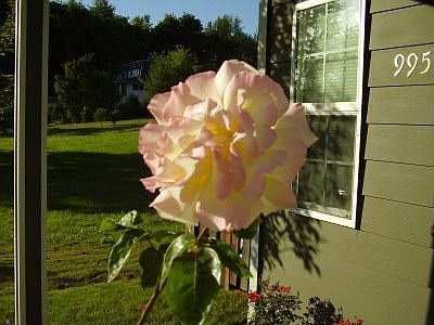 Roses in Front Yard