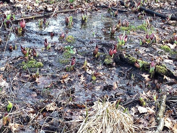 Skunk cabbage in woods