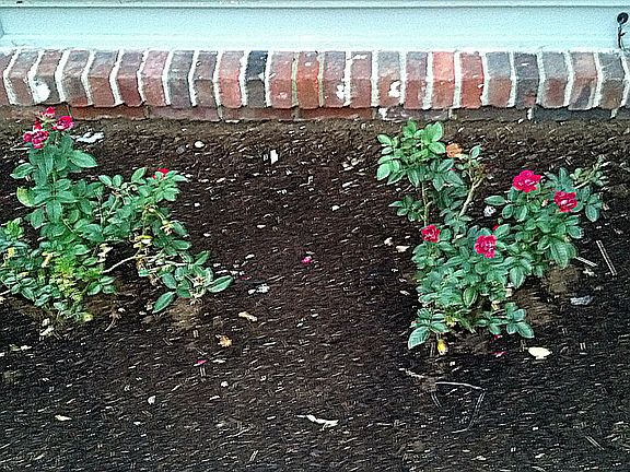 Nice Landscaping
