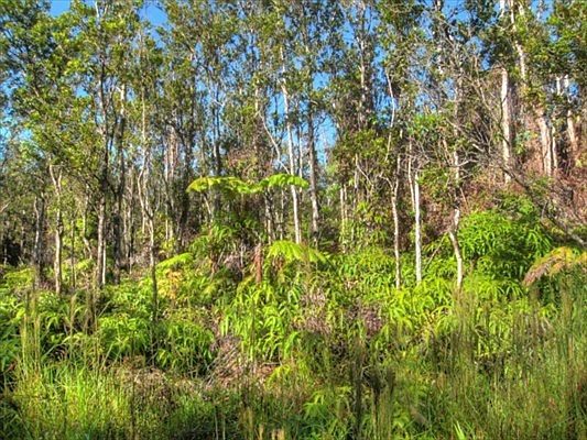 2nd image of Noe Kuahiwi Lot 31