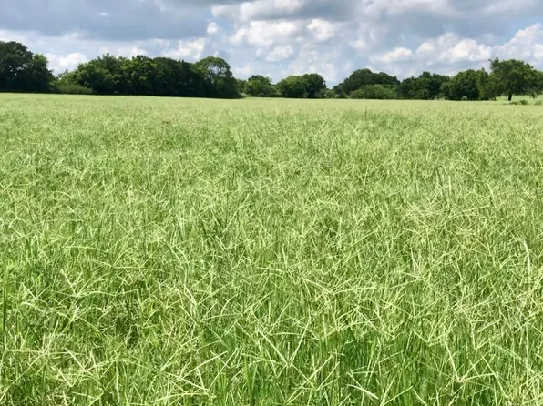 491A Redbird Ln, Bowie, TX 76230