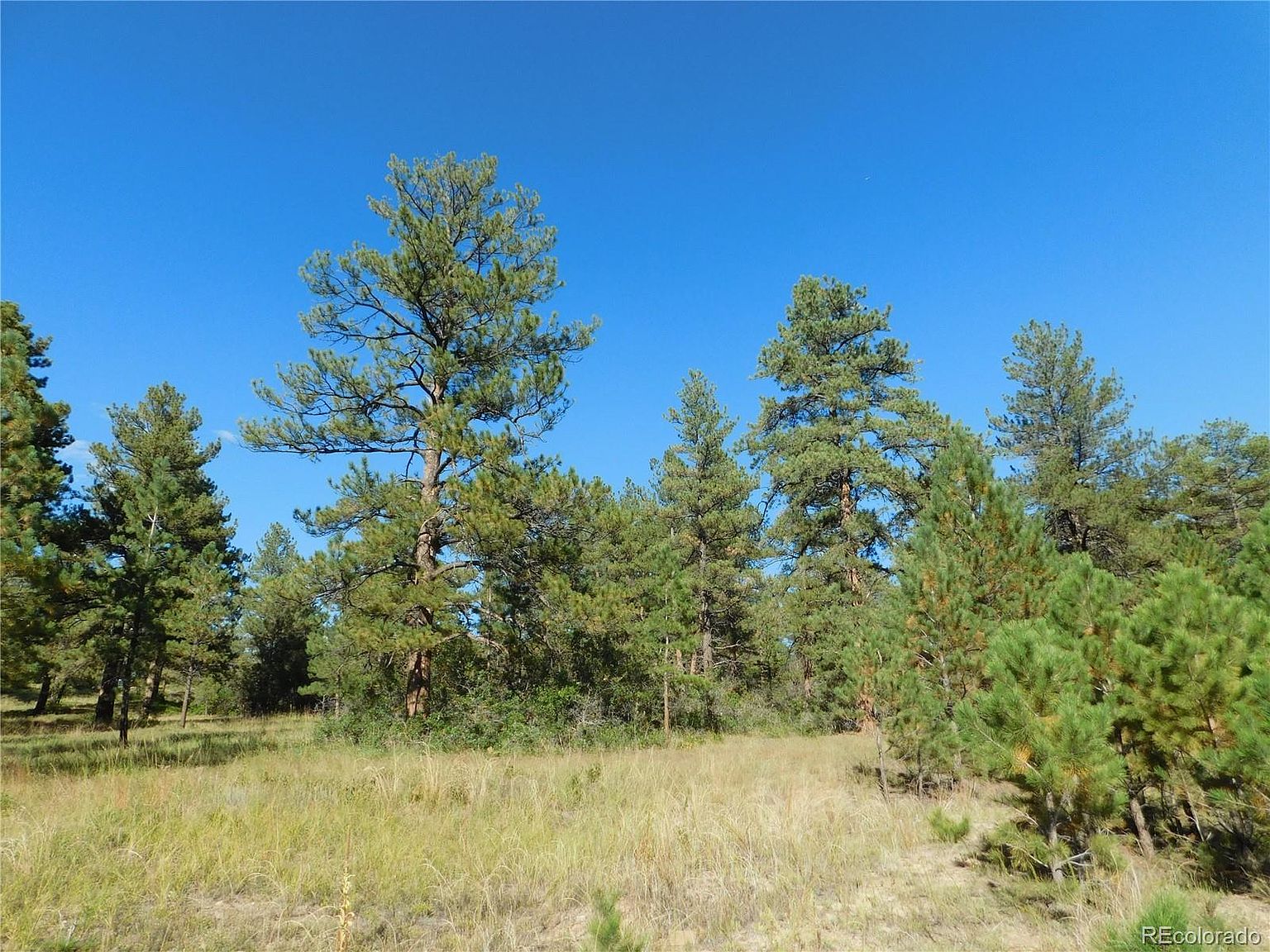2175 Primrose Drive Lot 13, Larkspur, CO 80118 Zillow