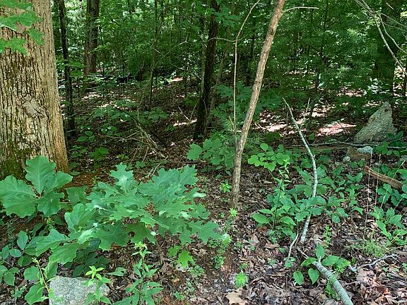 5th image of 28 King Mountain Dr