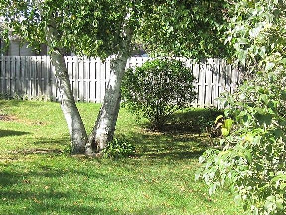 Beautiful Yard